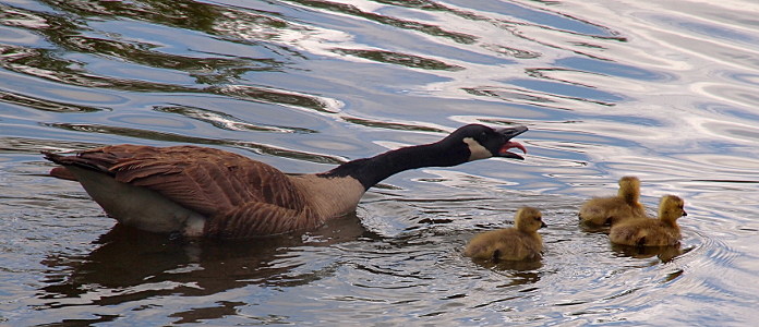 [An adult goose swimming in the water has its neck fully stretched in front of its body with its mouth fully open and its tongue outstretched and curved downward. Three small goslings swim in front of the adult on its right side.]